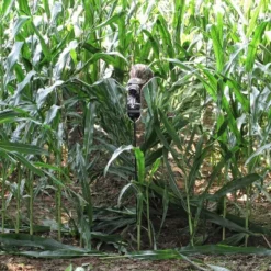 GhostBlind Predator Blind, Pop-Up Mirror Ground Hunting Blind -Coleman Camp Shop GUEST 2e8e7d03 260e 44b3 bc39 dddf5adbff43